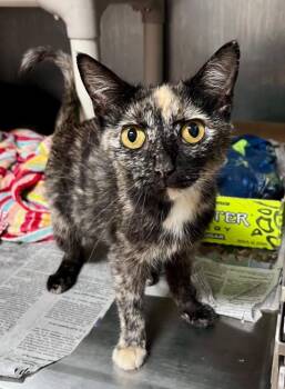 Fluttershy -  Domestic Short Hair Cat for Adoption in Cincinnati, Ohio - Fluttershy | PetCurious