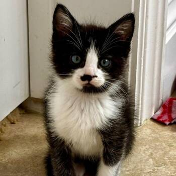 Boba -  Domestic Short Hair Cat for Adoption in Salt Lake City, Utah - Boba | PetCurious