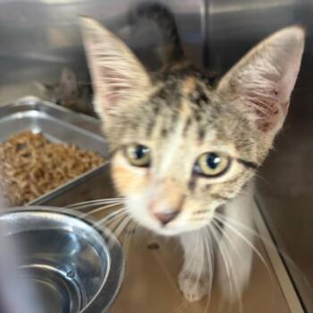 Maisie -  Domestic Short Hair Cat for Adoption in Edinburg, Texas - Maisie | PetCurious