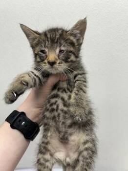 George -  Domestic Short Hair Cat for Adoption in West Chester, Pennsylvania - George | PetCurious
