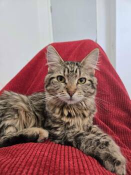 Dani -  Domestic Medium Hair Cat for Adoption in Pasco, Washington - Dani | PetCurious