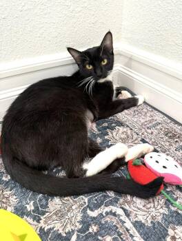 Sami -  Domestic Short Hair Cat Available for Adoption in Seal Beach, California - Sami | PetCurious