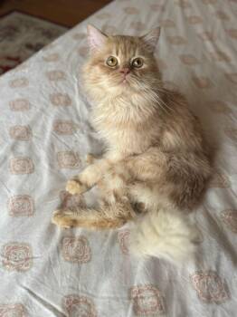 Maine Coon and Persian Cats Available for Adoption in Brampton, Ontario - Bénard  | PetCurious