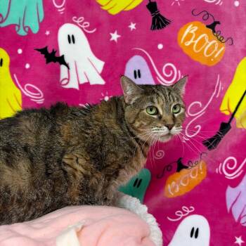 Jenny -  Domestic Short Hair Cat for Adoption in Riverwoods, Illinois - Jenny | PetCurious