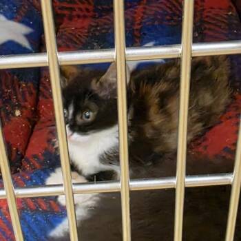 Batgirl -  Domestic Medium Hair Cat for Adoption in Canton, North Carolina - Batgirl | PetCurious