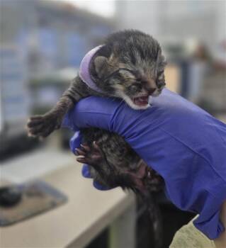 Domestic Short Hair Cats Available for Adoption in Dallas, Texas - JANE | PetCurious