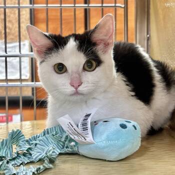 Domestic Short Hair Cats Available for Adoption - Persephone | PetCurious