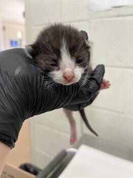 A271485 -  Domestic Short Hair Cat for Adoption in Chula Vista, California - A271485 | PetCurious