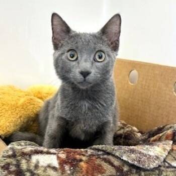 Rescue Domestic Short Hair Cats for Adoption - Rayne | PetCurious