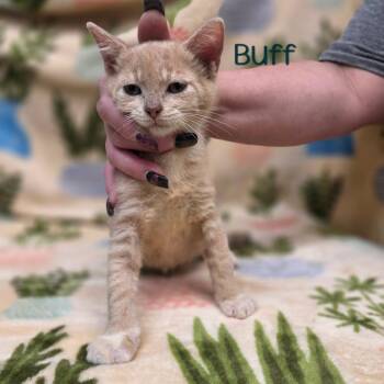 Buff -  Domestic Short Hair Cat for Adoption in Parkersburg, West Virginia - Buff | PetCurious