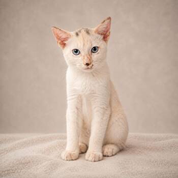 Ojozula -  Tabby Cat for Adoption in Miami, Florida - Ojozula | PetCurious
