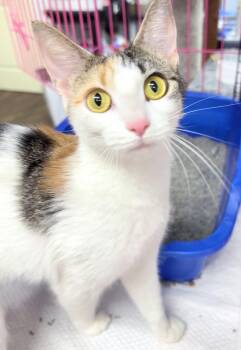 Rescue American Shorthair Cats for Adoption in Philadelphia, Pennsylvania - Kayla | PetCurious