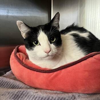 Domestic Short Hair Cats Available for Adoption in Chicago, Illinois - Pecan Tassie | PetCurious