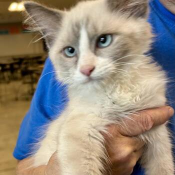 Yuki -  Snowshoe and Siamese Cat for Adoption in Cincinnati, Ohio - Yuki | PetCurious