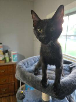 Coraline -  Domestic Short Hair Cat for Adoption in Tuttle, Oklahoma - Coraline | PetCurious