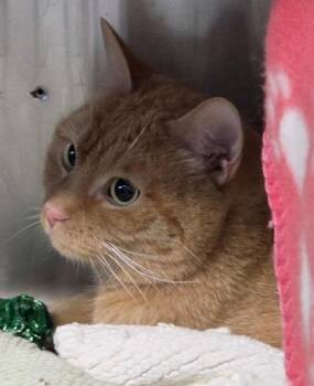 Zeus -  Domestic Short Hair Cat for Adoption in Conway, South Carolina - Zeus | PetCurious