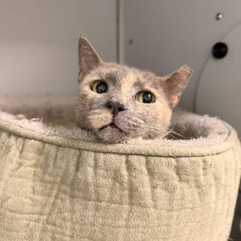 Diana -  Domestic Short Hair Cat for Adoption in Columbus, North Carolina - Diana | PetCurious