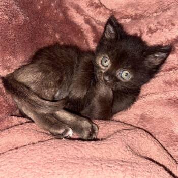 Rescue Domestic Short Hair Cats for Adoption in Penns Grove, New Jersey - Pip | PetCurious