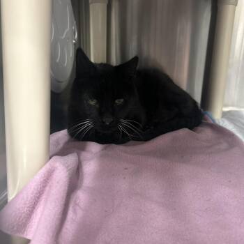 Ricky -  Domestic Short Hair Cat for Adoption in Salt Lake City, Utah - Ricky | PetCurious