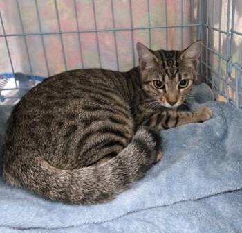 Velma -  Domestic Short Hair Cat for Adoption in Gainesville, Florida - Velma | PetCurious