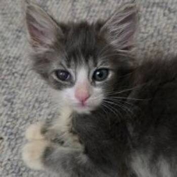 D.J -  Domestic Short Hair Cat for Adoption in Yuma, Arizona - D.J | PetCurious