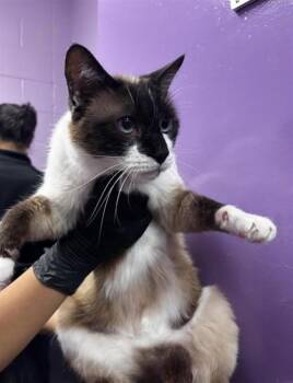 Siamese Cats Available for Adoption in El Paso, Texas - KARLA | PetCurious