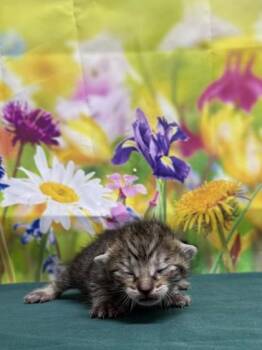 Domestic Short Hair Cats Available for Adoption in San Antonio, Texas - Tatum | PetCurious