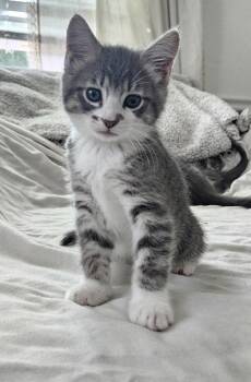 26-19 Rose -  Domestic Long Hair Cat for Adoption in St. Helens, Oregon - 26-19 Rose | PetCurious