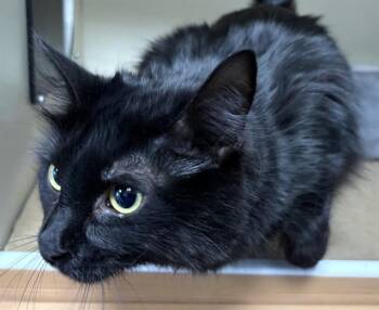 Domestic Long Hair Cats Available for Adoption - TEDDY | PetCurious