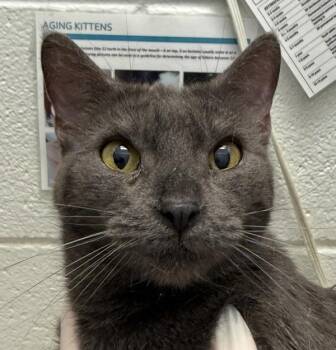 Stunna -  Domestic Short Hair Cat for Adoption in Golden, Colorado - Stunna | PetCurious