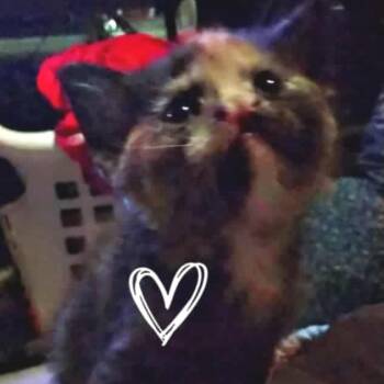 Rescue Domestic Medium Hair Cats for Adoption in Sioux Falls, South Dakota - Masha | PetCurious