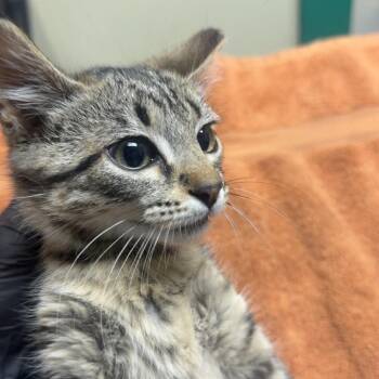 Mia -  Domestic Medium Hair Cat for Adoption in Lakewood, Colorado - Mia | PetCurious