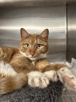 Queen Kitty Kitty -  Domestic Short Hair Cat for Adoption in Bridgewater, New Jersey - Queen Kitty Kitty | PetCurious