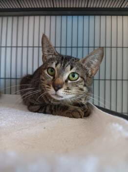 Bingham -  Domestic Short Hair Cat Available for Adoption in New Braunfels, Texas - Bingham | PetCurious