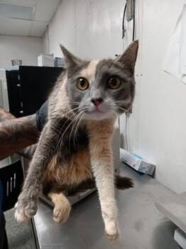 Domestic Long Hair Cats Available for Adoption in San Bernardino, California - ANGEL | PetCurious