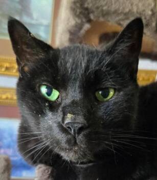 Rescue Domestic Short Hair Cats for Adoption in Wauwatosa, Wisconsin - Ollie | PetCurious