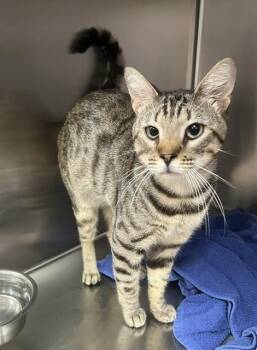 TIGER -  Bengal and Domestic Short Hair Cat for Adoption in Norco, California - TIGER | PetCurious