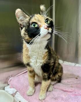 Auntie Nisha -  Domestic Short Hair Cat for Adoption in Oakland, California - Auntie Nisha | PetCurious
