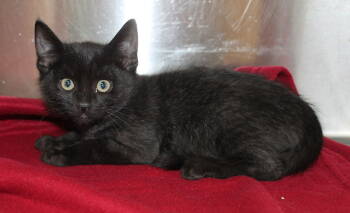 Rescue Domestic Short Hair Cats for Adoption in Prattville, Alabama - Finley - 42738 | PetCurious