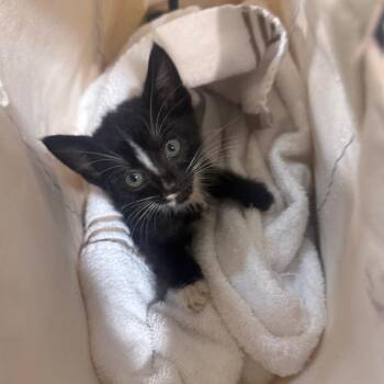 Cat In The Hat -  Domestic Short Hair Cat for Adoption in Winston-salem, North Carolina - Cat In The Hat | PetCurious