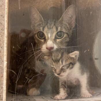 Orlando -  Domestic Short Hair Cat for Adoption in Philadelphia, Pennsylvania - Orlando | PetCurious