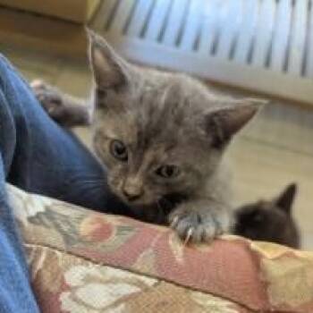 Pokemon Kitties -  Domestic Short Hair Cat for Adoption in Cape Saint Claire, Maryland - Pokemon Kitties | PetCurious