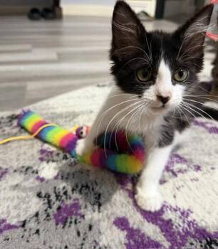 Brooke -  Domestic Long Hair Cat for Adoption in Rowlett, Texas - Brooke | PetCurious