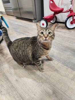 Rescue Domestic Short Hair Cats for Adoption in Fort Worth, Texas - Molly | PetCurious