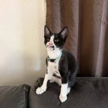 Percy -  Domestic Short Hair Cat for Adoption in Veneta, Oregon - Percy | PetCurious