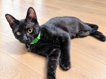 Kitkat -  Domestic Short Hair Cat for Adoption in Evans, Georgia - Kitkat | PetCurious