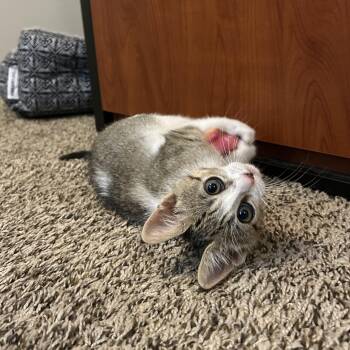 Cricket -  Domestic Short Hair Cat for Adoption in Bryan, Texas - Cricket | PetCurious
