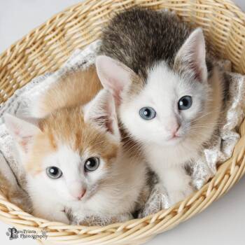 Elmer -  Domestic Short Hair Cat for Adoption in Maryville, Tennessee - Elmer | PetCurious