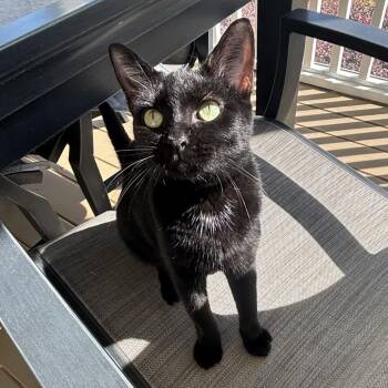 Laos -  Domestic Short Hair Cat for Adoption in Durham, North Carolina - Laos | PetCurious
