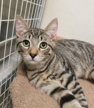 Leo -  Domestic Short Hair Cat for Adoption in Lodi, California - Leo | PetCurious